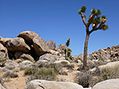 The Exodus Project by Ayin Es, Josua Tree with boulders and rocks